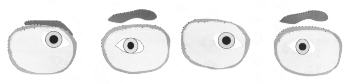 weiss0403.jpg (4096 octets)
